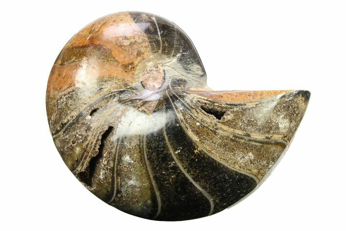 Bargain Polished Fossil Nautilus (Cymatoceras) - Black Color! #288544